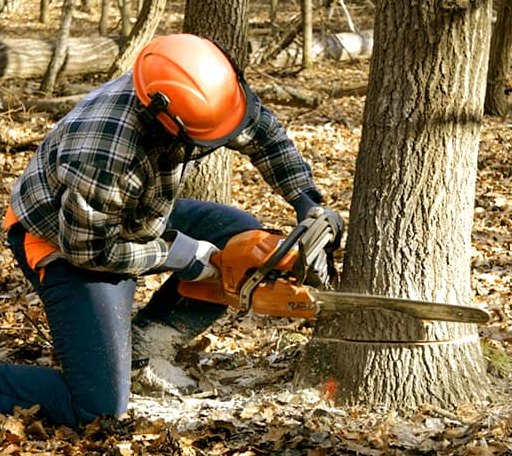 Tree Removal in Paola, KS